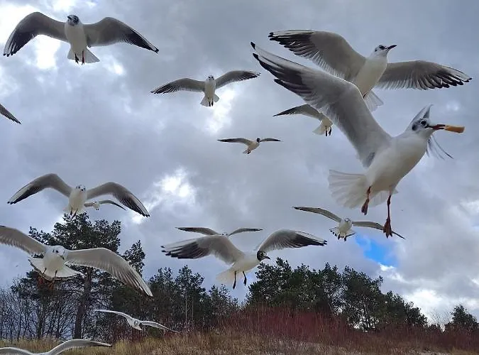 Prestige & Sea Playa Baltis 63 Мендзыздрое